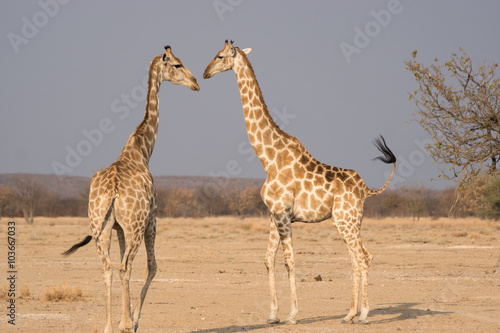 Giraffe love, Giraffa camelopardalis