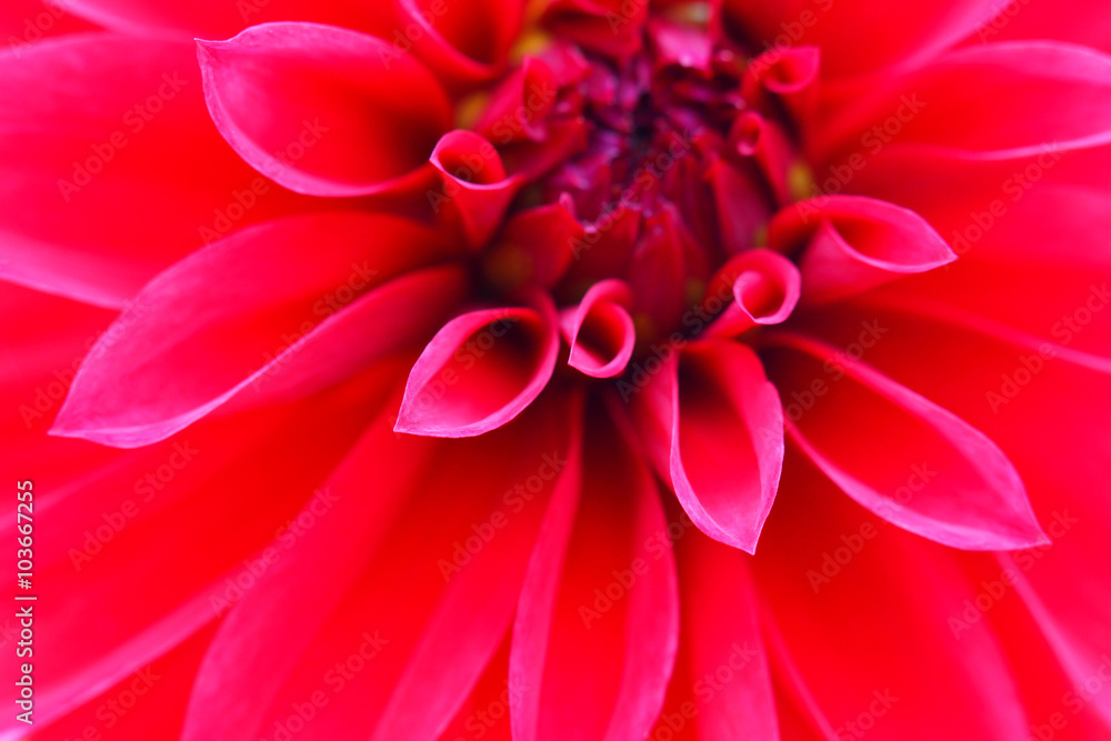 Red  flower close up