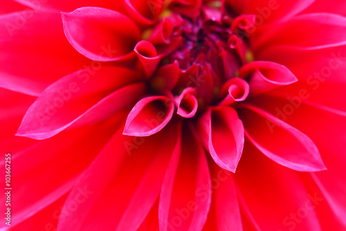 Red  flower close up