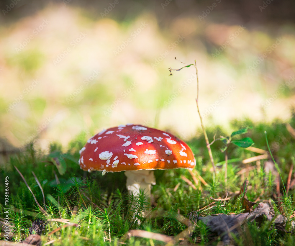 beautiful red agaric in the forest beautiful red agaric in the forest