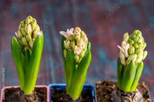 Beautiful spring flowers hyacinth