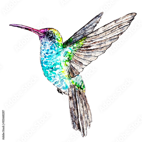 Hummingbird