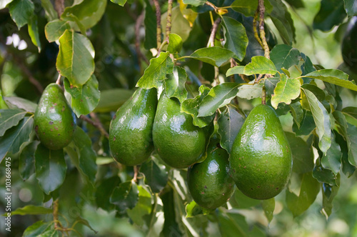 Bunch of ripe avocados on the tree