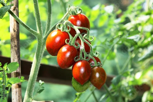 red ripe cocktail tomatoes in the garden