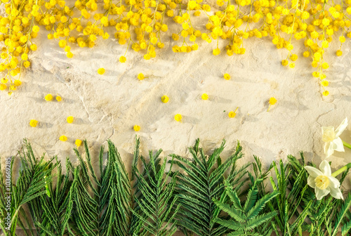 Мимоза на каменном фоне к международному женскому дню 8 марта и пасхе