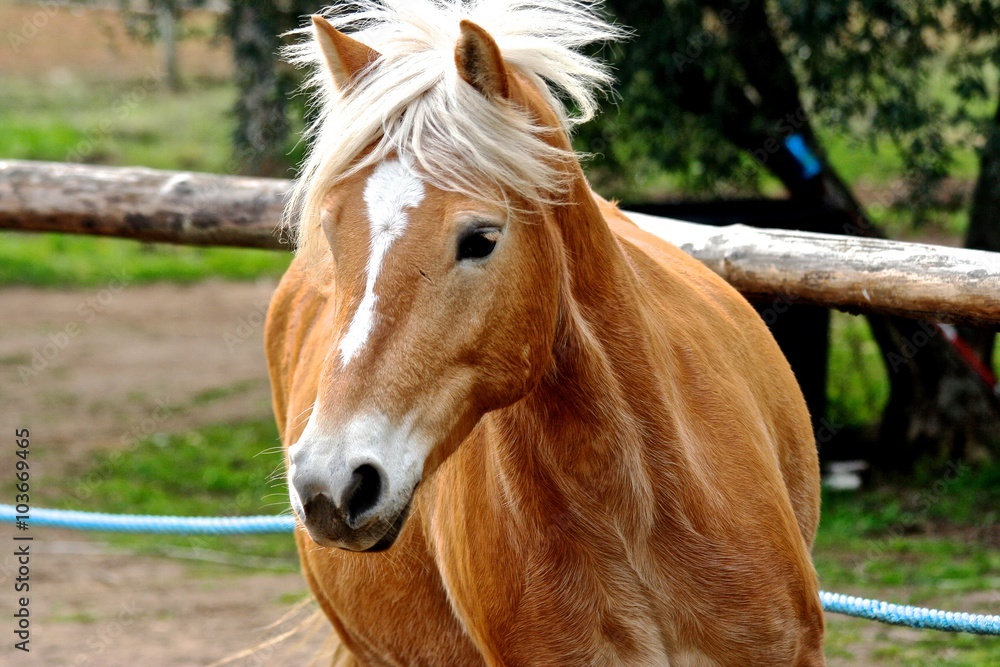 Obraz premium cavallo