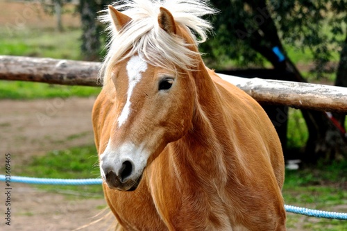 cavallo