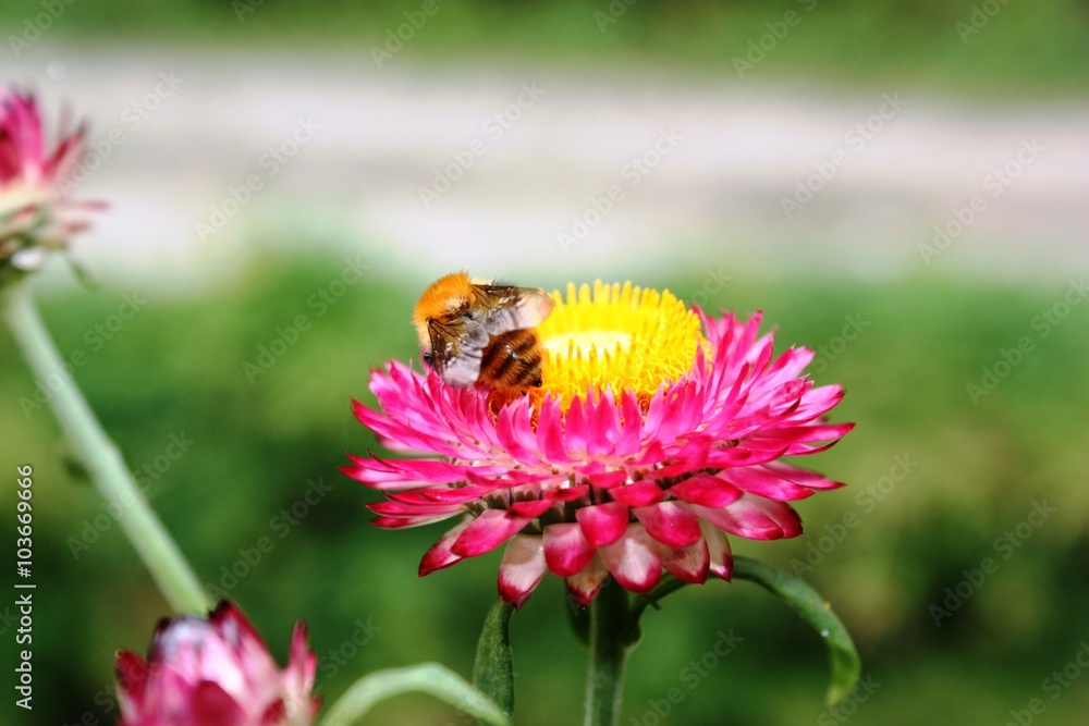 Bee on a straw flower in the garden Bee on a straw flower in the garden