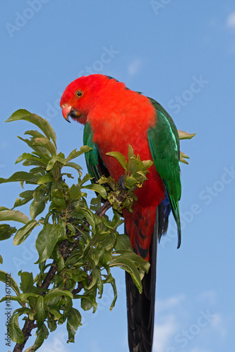 King Parrot in Drouin Victoria Australia photo