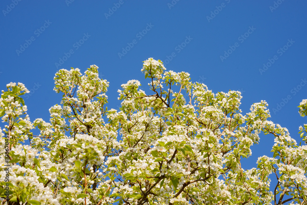 Spring Blossoming Pear Flowers on Blurred Blue Background