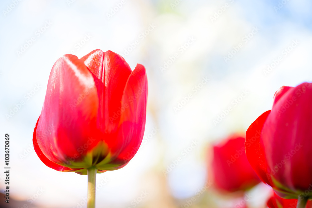Fototapeta premium Beautiful Red Tulips on Bright Background