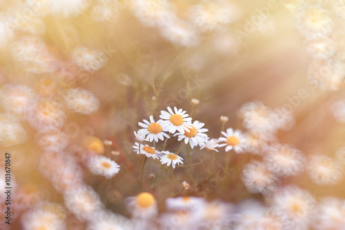 Beautiful daisy flower in meadow - wild chamomile