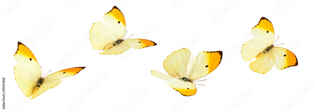 Obraz premium Żółte motyle (Anteos Menippe).