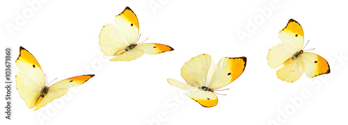 Yellow Butterflies (Anteos Menippe).
