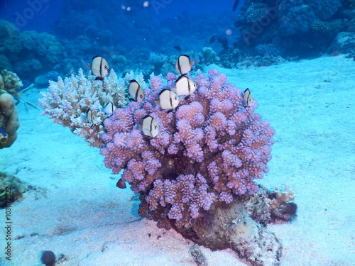Vászonkép Reticulated damsels swimming around their home in a coral