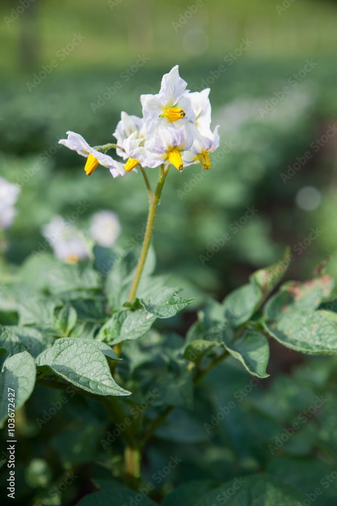 Blooming potato flower on the background of green potato plants Blooming potato flower on the background of green potato plants