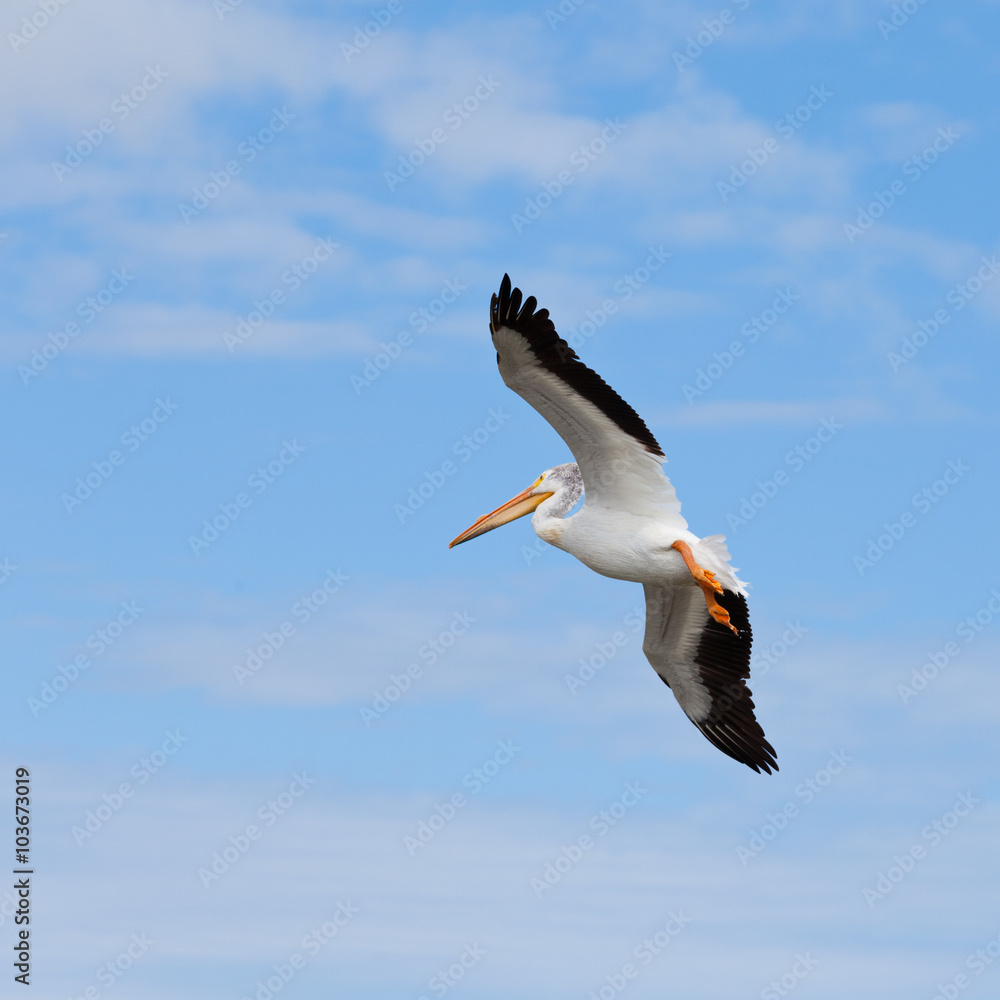 Adult White Pelican Pelecanus onocrotalus flying Adult White Pelican Pelecanus onocrotalus flying
