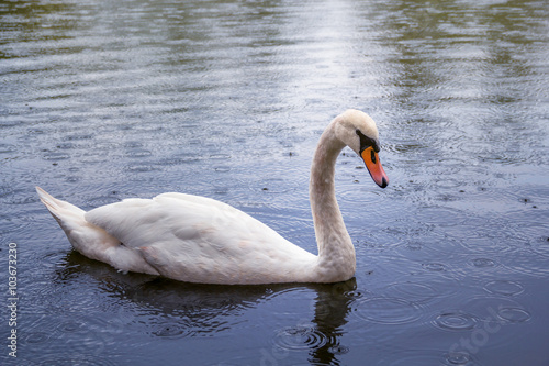 swan swimming in the rain