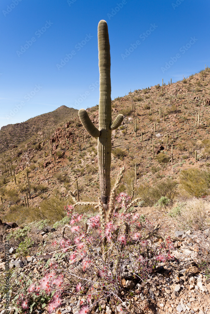 Blooming Fairy Duster plant and Saguaro Cactus