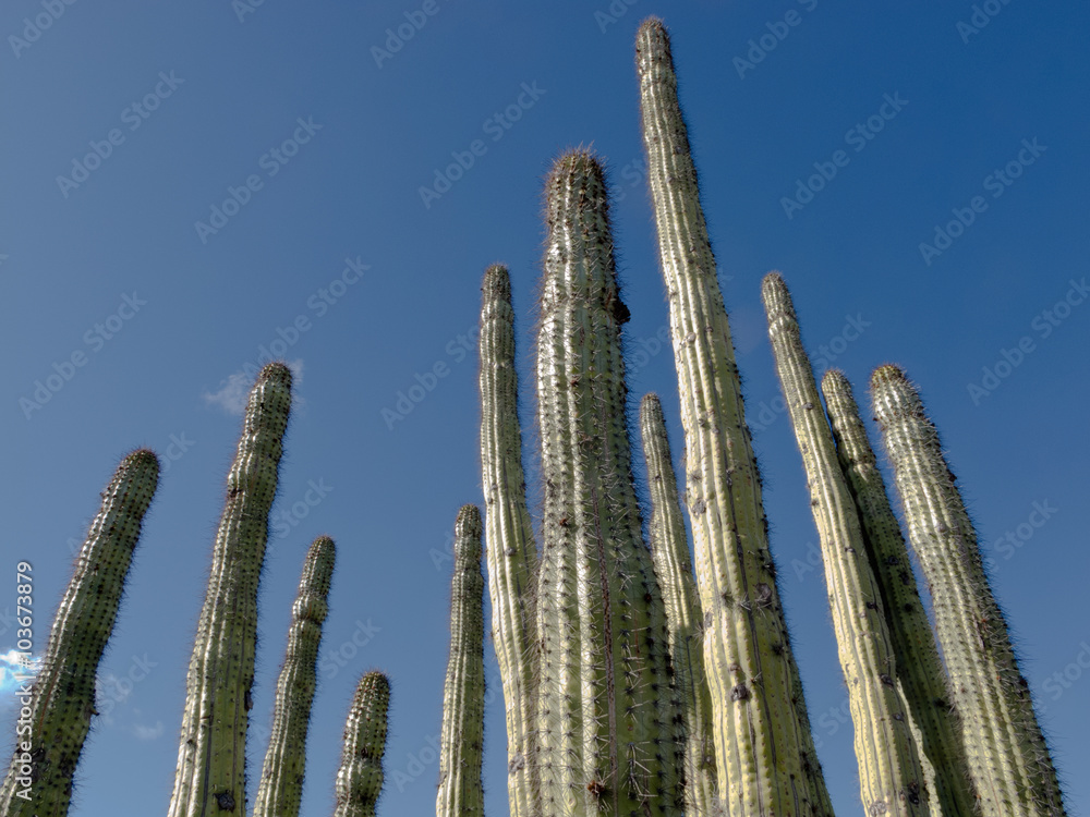 Organ pipe cactus Stenocereus thurberi
