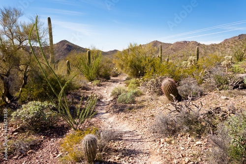 Desert trail in Saguaro NP near Tucson Arizona US photo