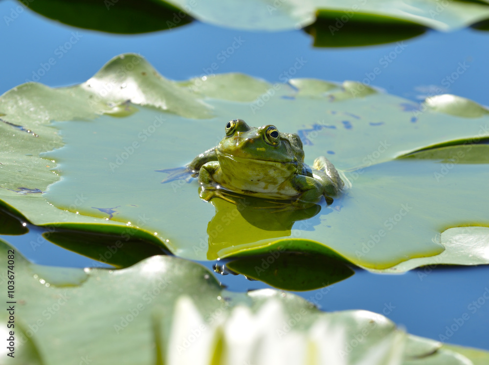Obraz premium Marsh frog among waterlilies in the pond