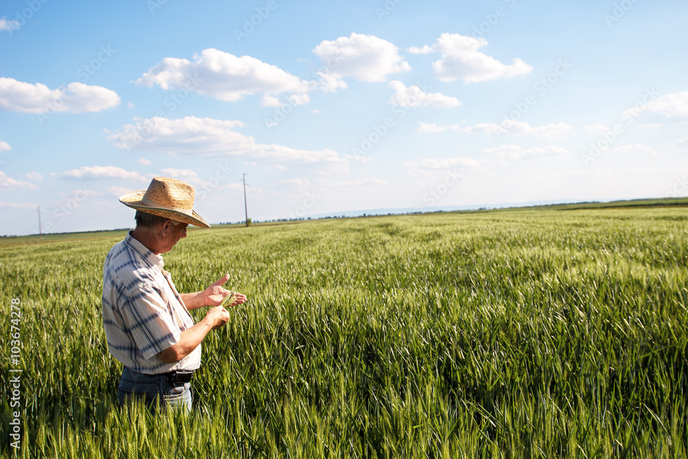 Senior farmer in a field examining crop Senior farmer in a field examining crop