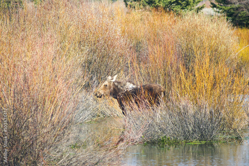Moose in the willows Moose in the willows