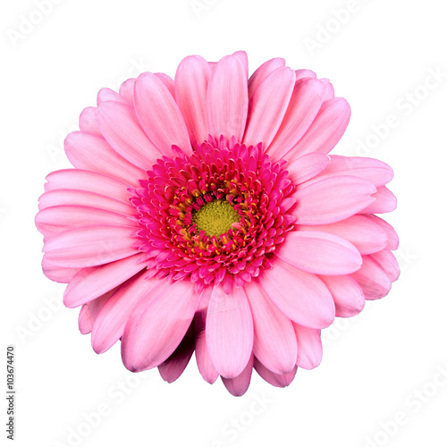 Fototapeta Naklejka Na Ścianę i Meble -  Pink flower on a white background