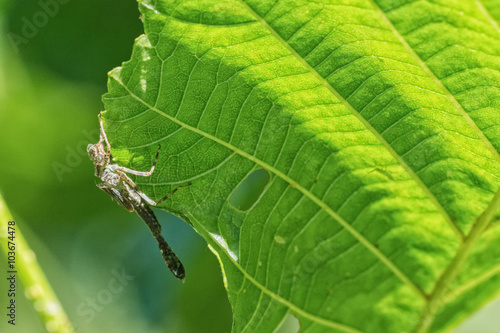 Empty larva of dragonfly on a leaf