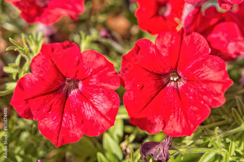 Red flowers on a blured background