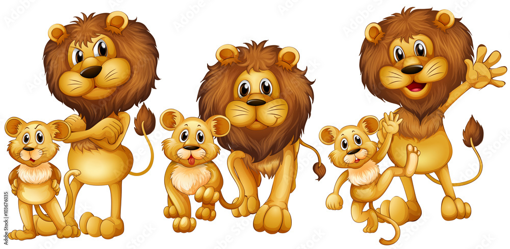 Fototapeta premium Lion and cub in three actions