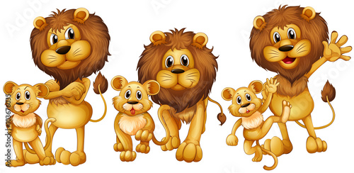 Lion and cub in three actions