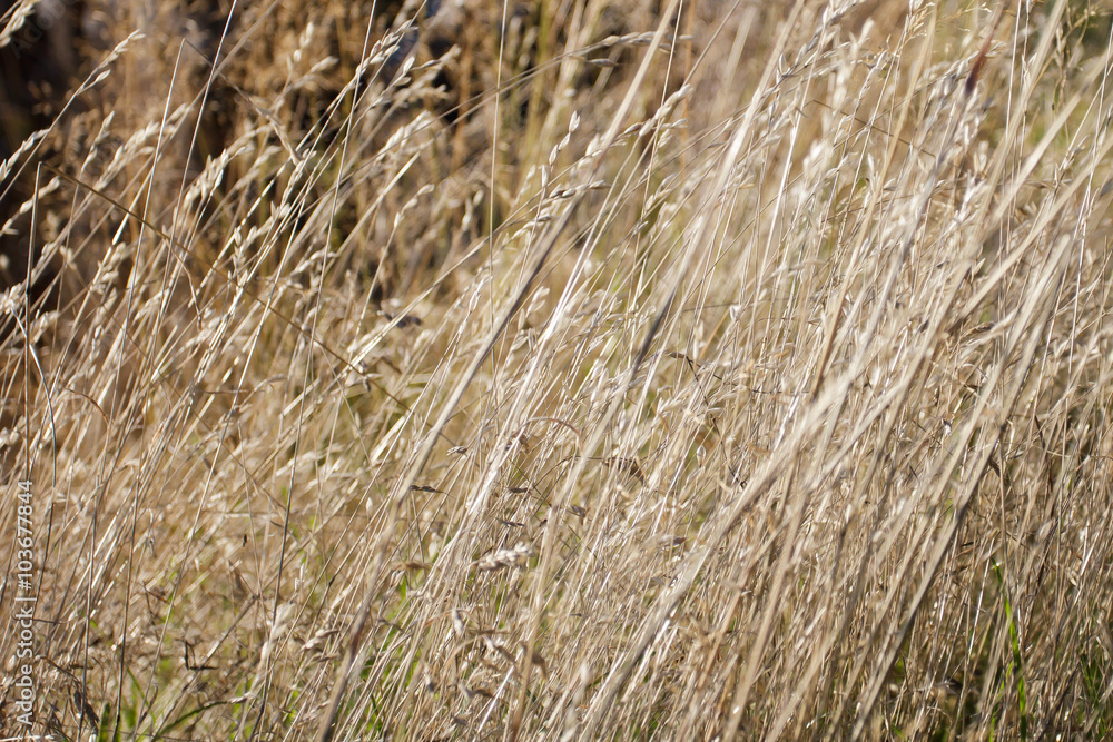 The texture of the dry feather grass in autumn. Feather closeup. The background of feather grass in the wind. Nature in autumn. The texture of the dry feather grass in autumn. Feather closeup. The background of feather grass in the wind. Nature in autumn.
