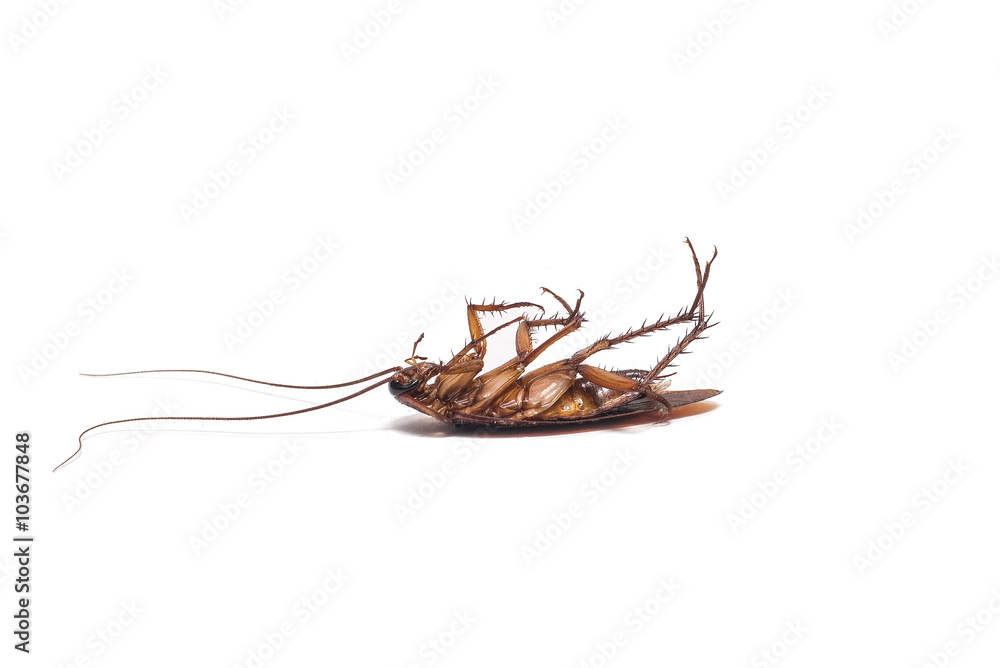 Fototapeta premium Cockroach on white background
