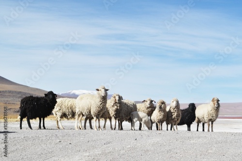 Fototapeta Naklejka Na Ścianę i Meble -  Rebanho de ovelhas no deserto