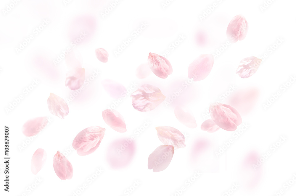 桜 花びら ふわふわ 白 桜 花びら ふわふわ 白