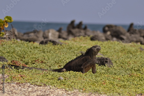 El descanzo de la Iguana Marina