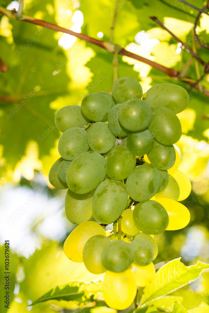 Vineyards at sunset in autumn harvest. Ripe grapes in fall. Juicy, ripe bunch of grapes in the foliage. Grape harvest. Care, pruning, pests and diseases of grapes. Tips winemakers. Vineyards at sunset in autumn harvest. Ripe grapes in fall. Juicy, ripe bunch of grapes in the foliage. Grape harvest. Care, pruning, pests and diseases of grapes. Tips winemakers.