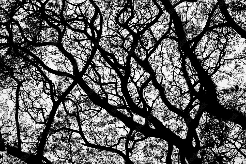 Silhouette of Trees with Leaves and Branches Silhouette of Trees with Leaves and Branches