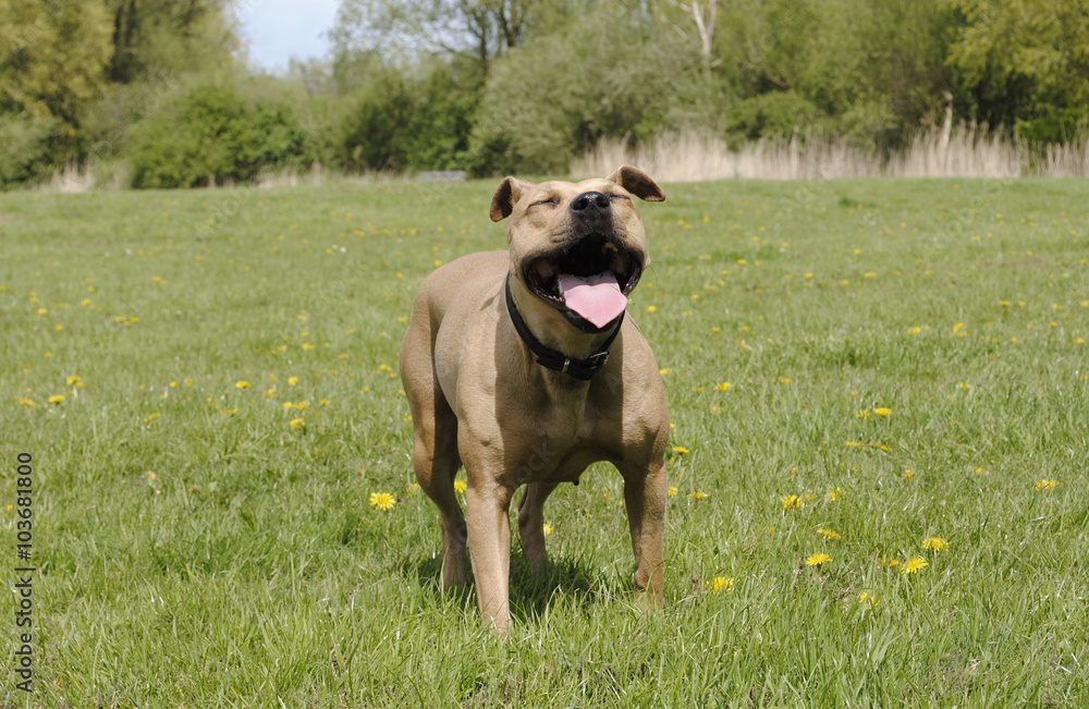 blije hond staat te hijgen in het gras blije hond staat te hijgen in het gras