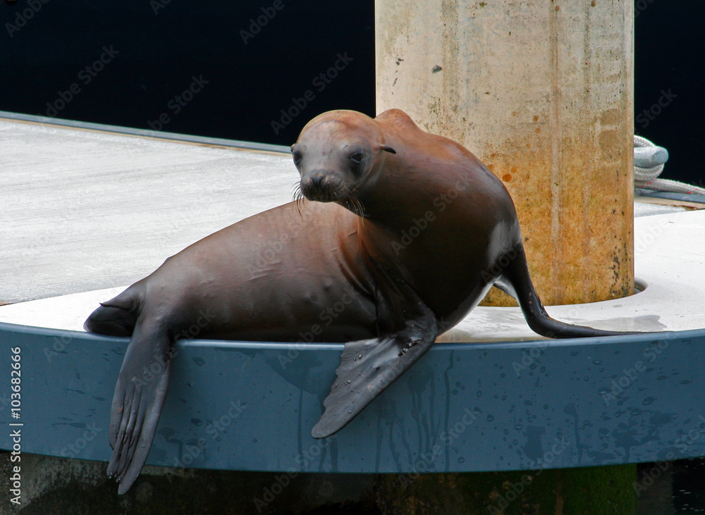 Fototapeta premium Wet seal on dock in Alamitos Bay in Long Beach California USA