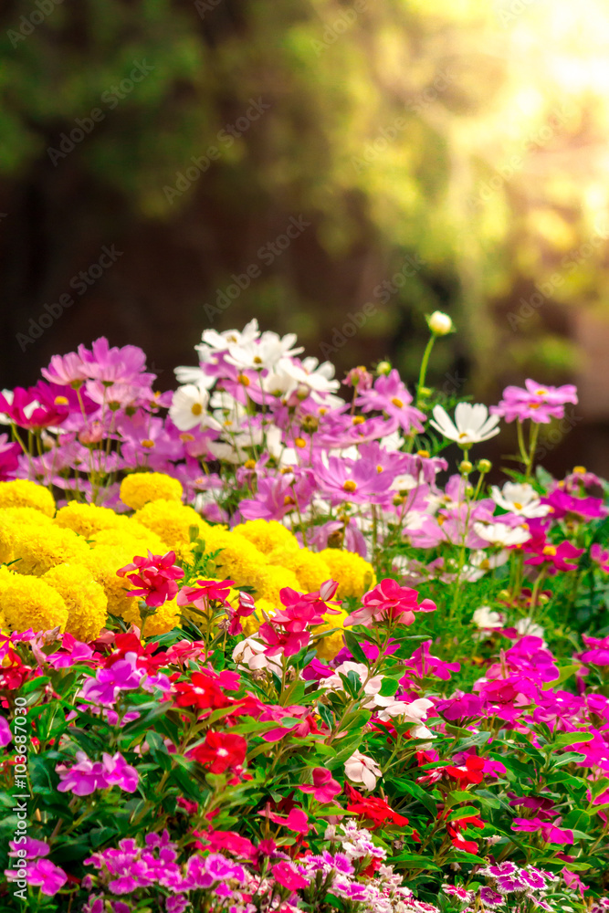 Flowers in the garden./ Landscaped flower garden with lots of colorful blooms with sun flare.