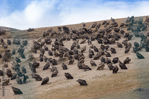 Quadro em tela Vulture at Sky burial site in Larung Gar