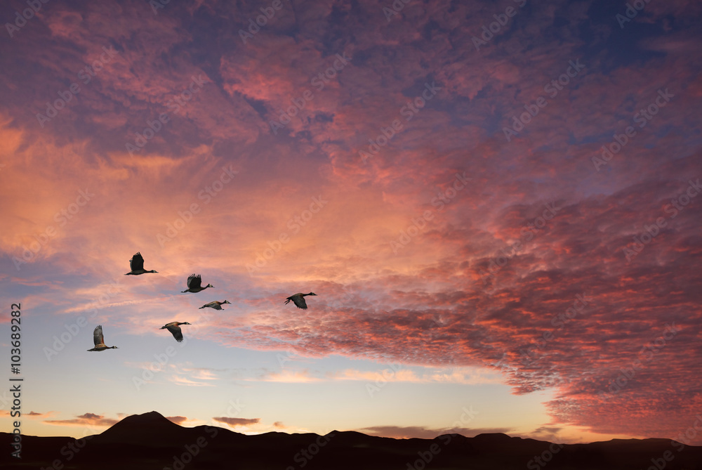 Obraz premium Clouds with birds on sunrise time