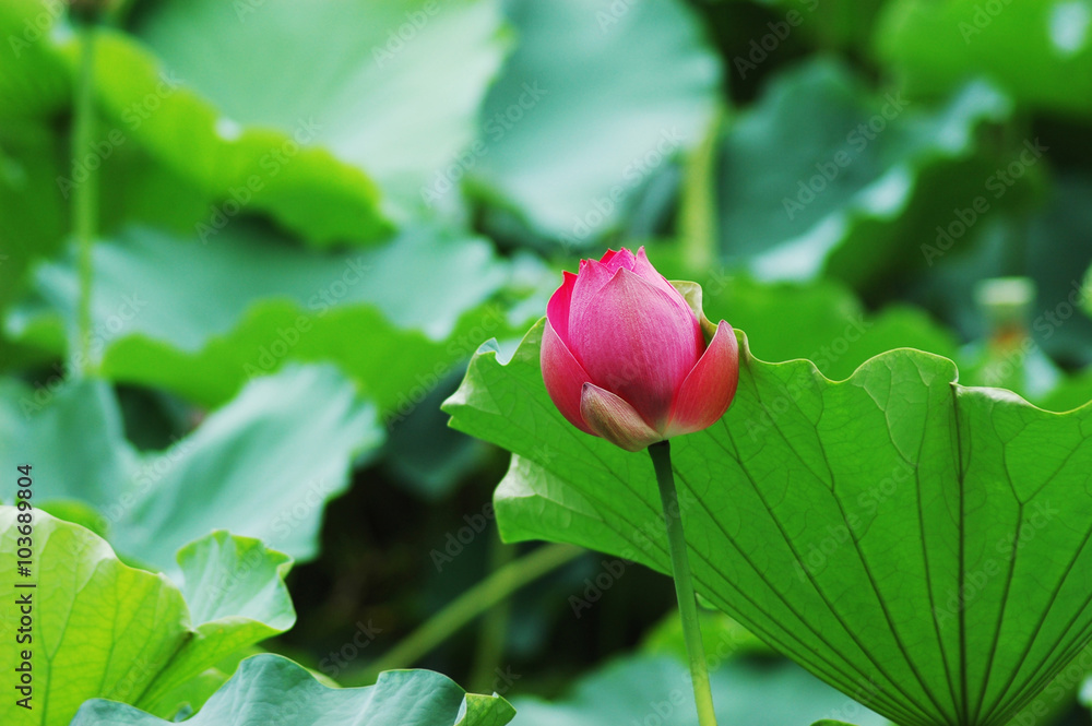 blooming lotus flower in summer pond with green leaves as background blooming lotus flower in summer pond with green leaves as background