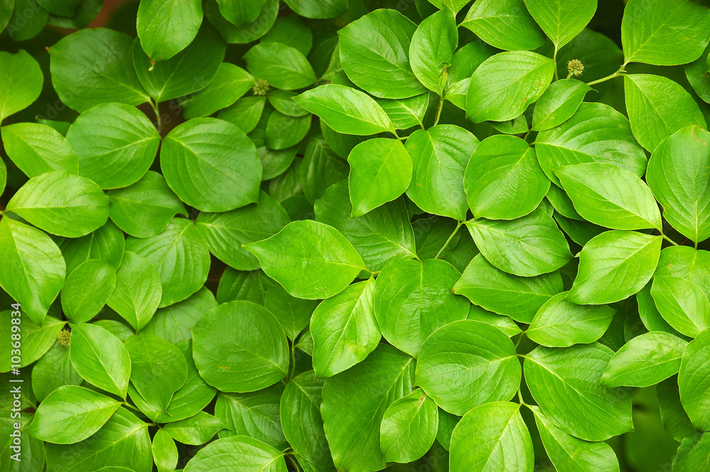 Naklejka premium zielone liście tło
