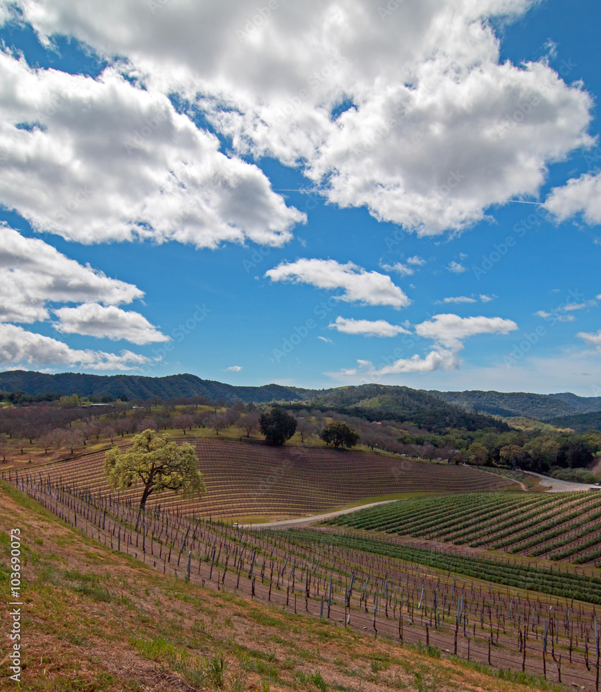 Paso Robles California Wine Country Vineyards under cumulus springtime clouds