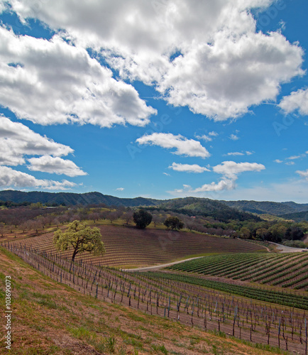 Paso Robles California Wine Country Vineyards under cumulus springtime clouds