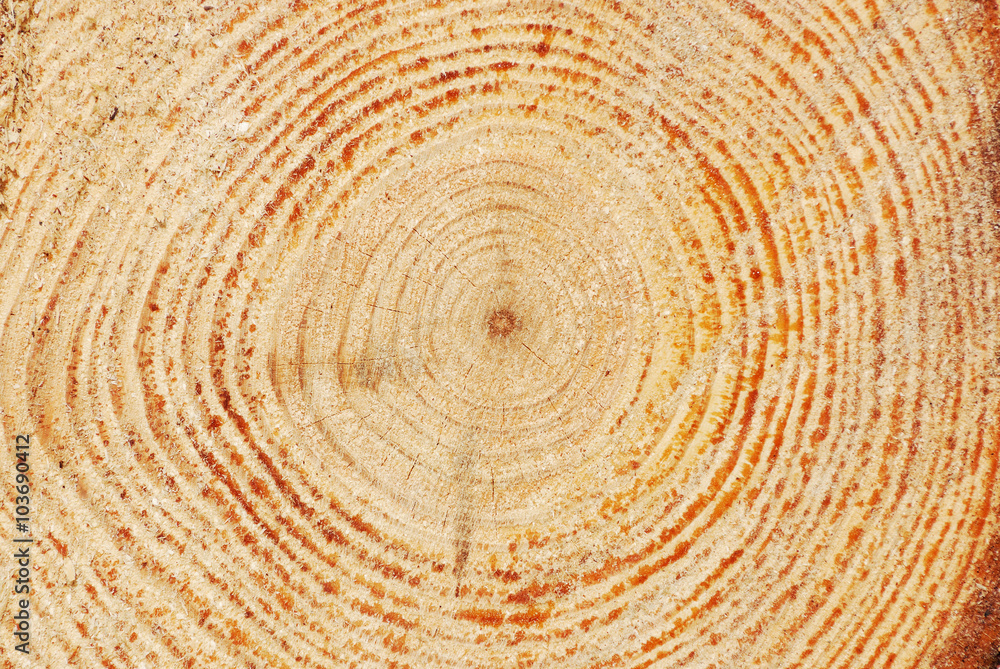 tree trunk cross section with tree rings as background tree trunk cross section with tree rings as background